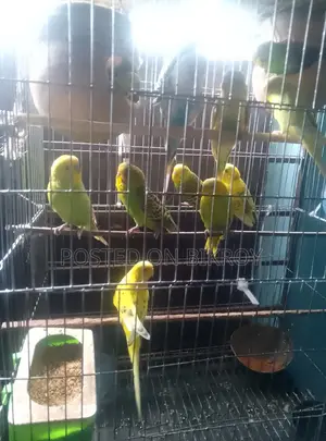 বাজরিকা পাখি