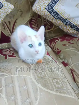 Mixed Persian baby.. for good family adoption