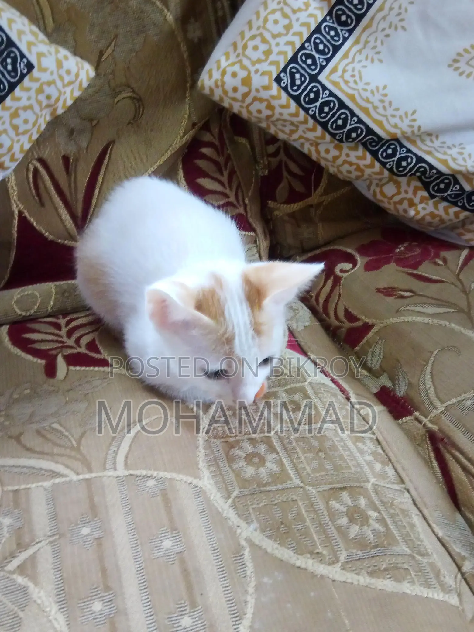 Mixed Persian baby.. for good family adoption