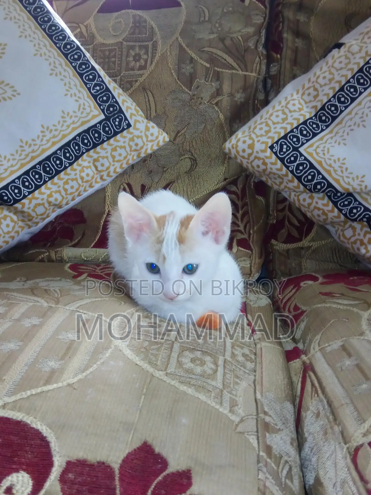 Mixed Persian baby.. for good family adoption