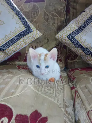 Mixed Persian baby.. for good family adoption