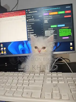 Male Persian Cat