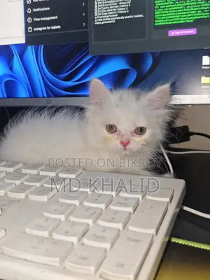 Male Persian Cat