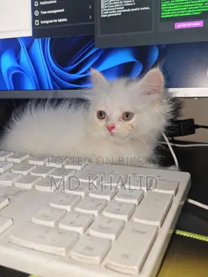 Male Persian Cat