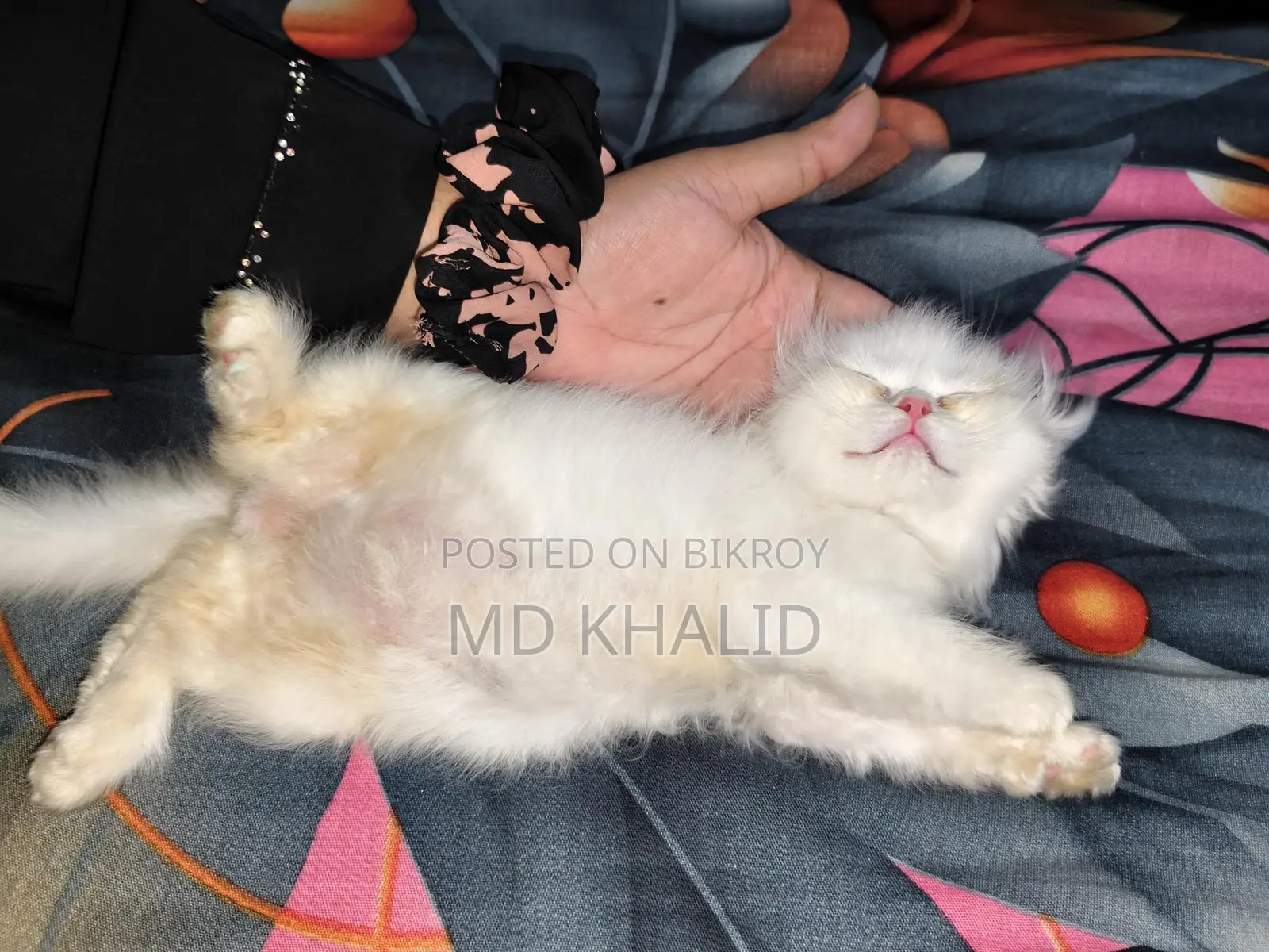 Male Persian Cat