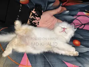 Male Persian Cat