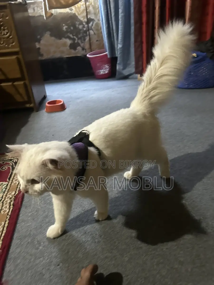 Persian Cat for Sale