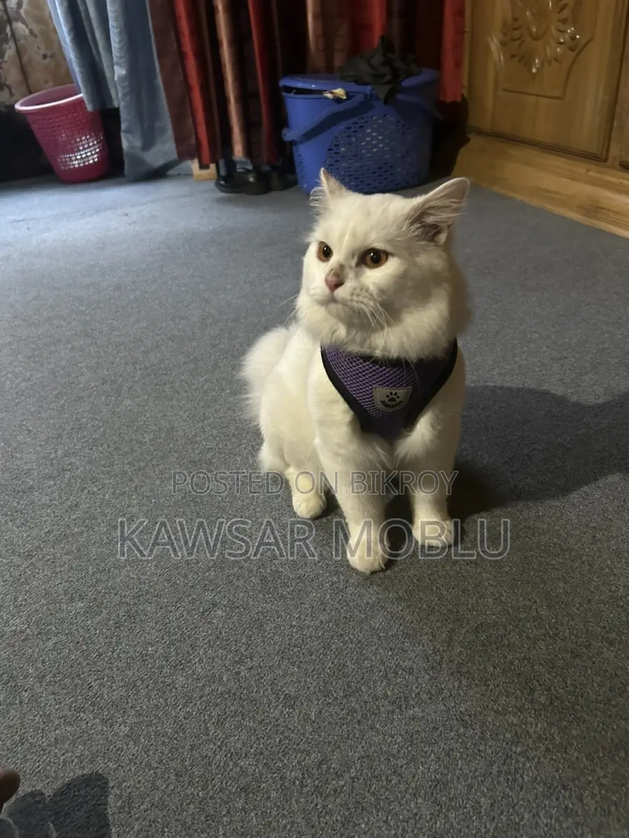 Persian Cat for Sale