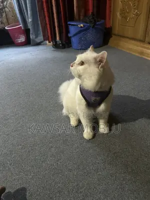 Persian Cat for Sale