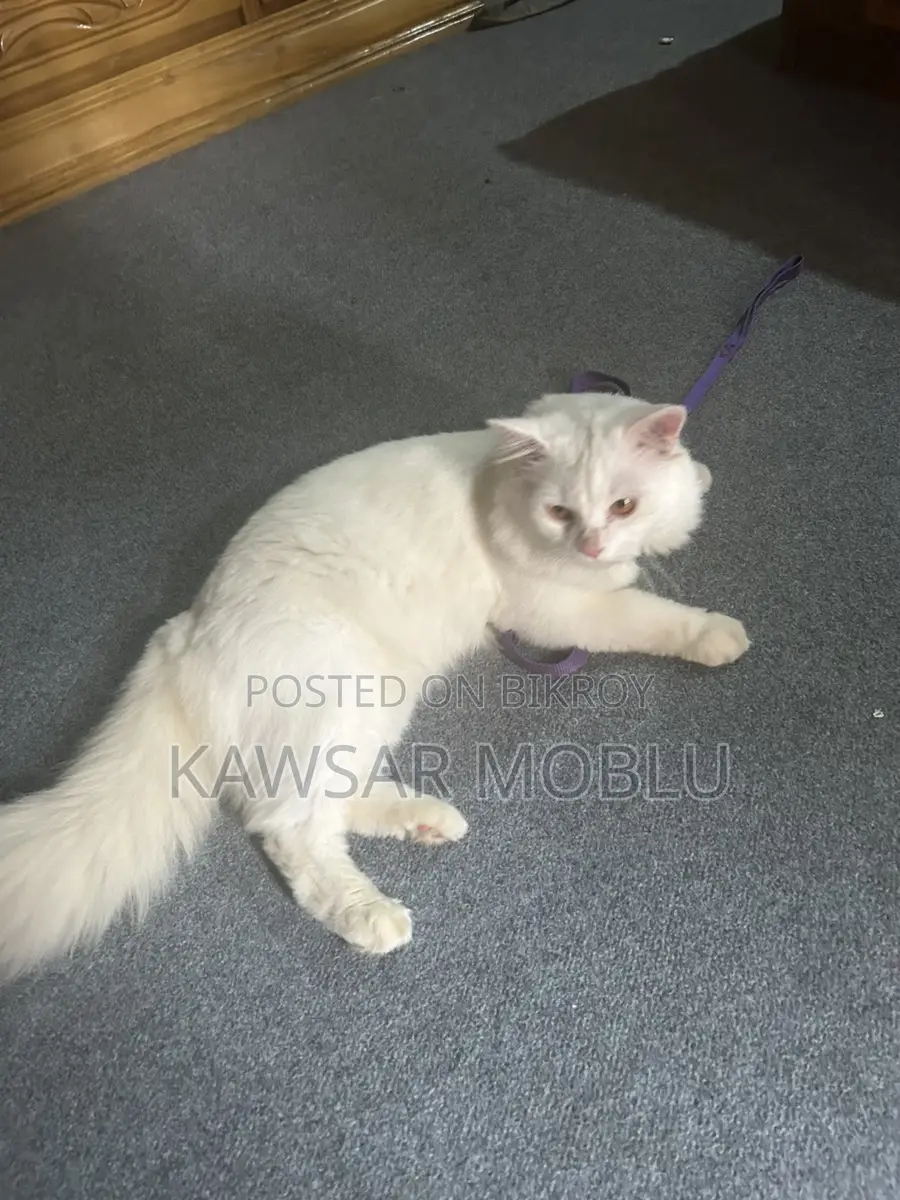Persian Cat for Sale
