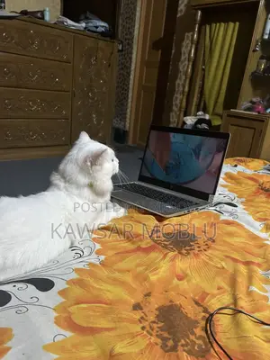 Persian Cat for Sale