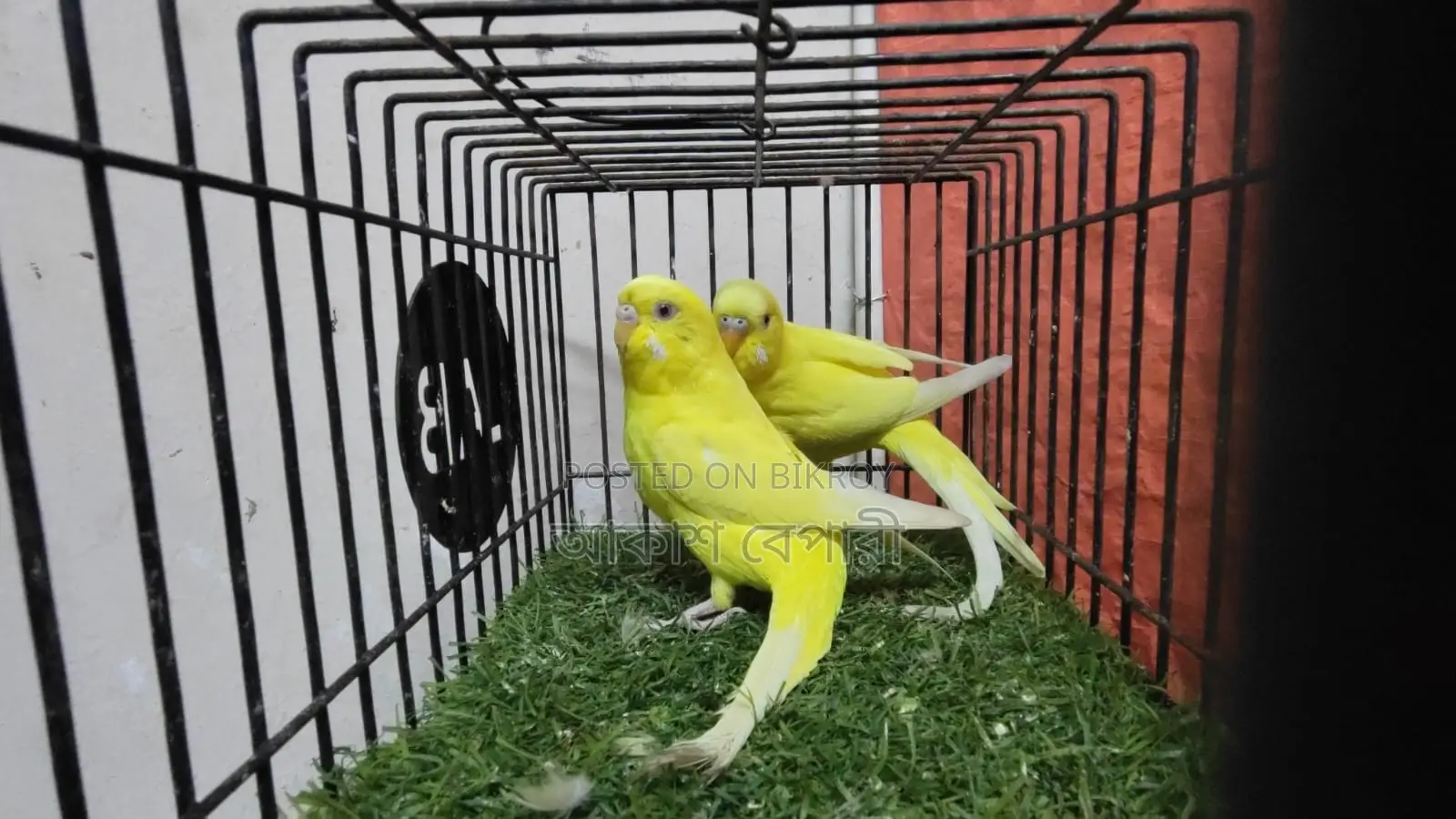 Lutino Red Eye Breeding Pair
