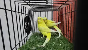 Lutino Red Eye Breeding Pair