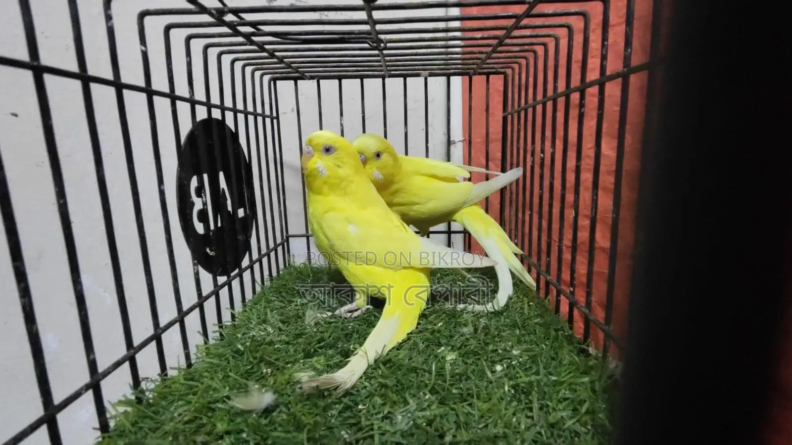 Lutino Red Eye Breeding Pair