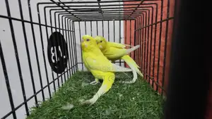 Lutino Red Eye Breeding Pair