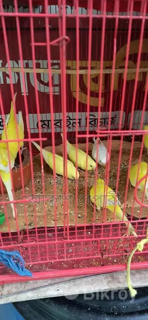 Lutino Red Eye Breeding Pair