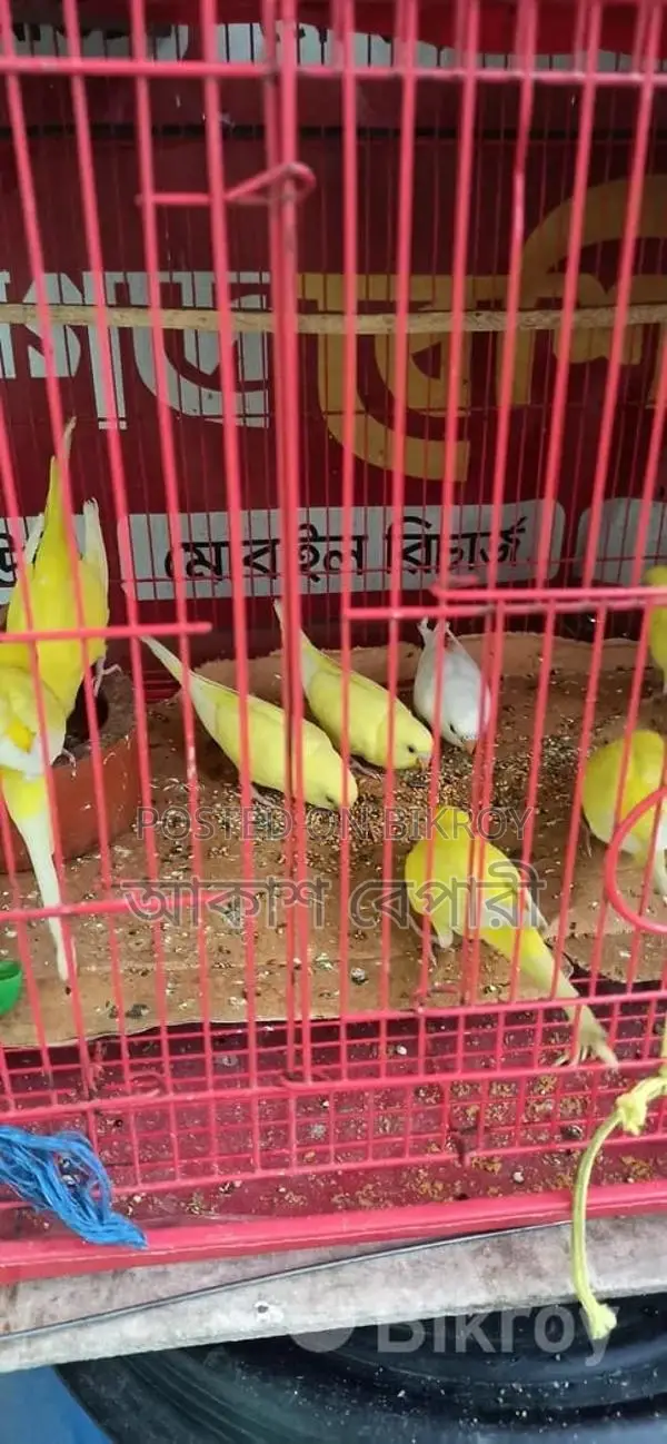 Lutino Red Eye Breeding Pair