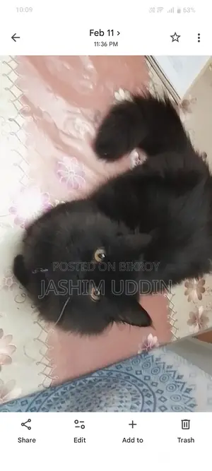 Persian Cat