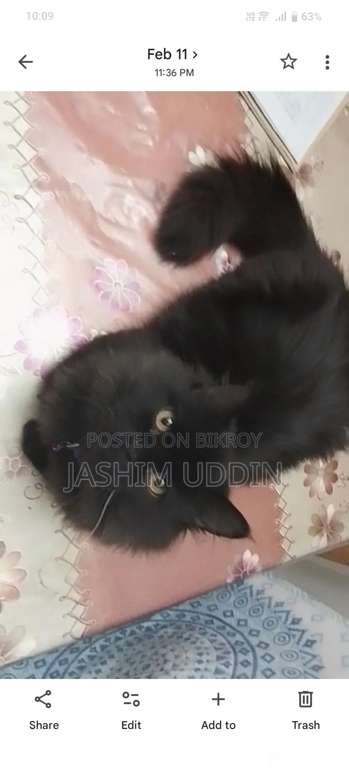 Persian Cat