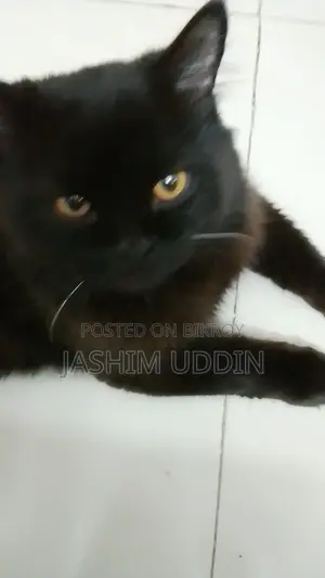 Persian Cat