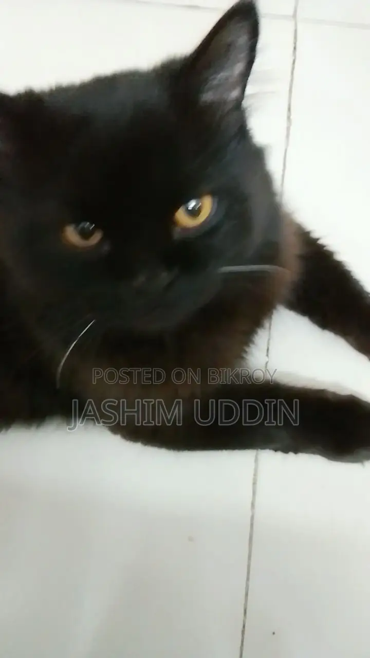 Persian Cat