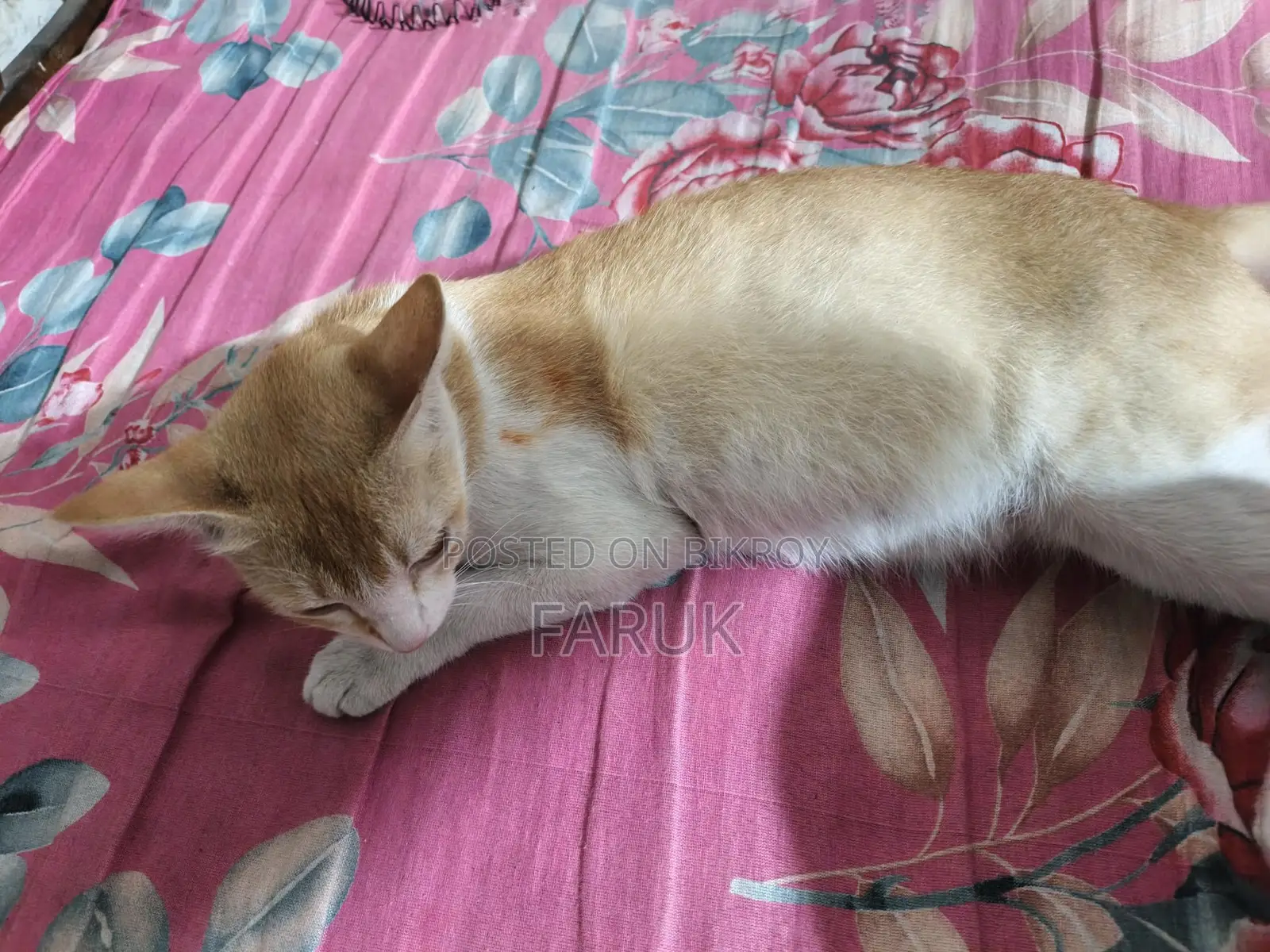 Anyone who wants to adopt the cat can take it