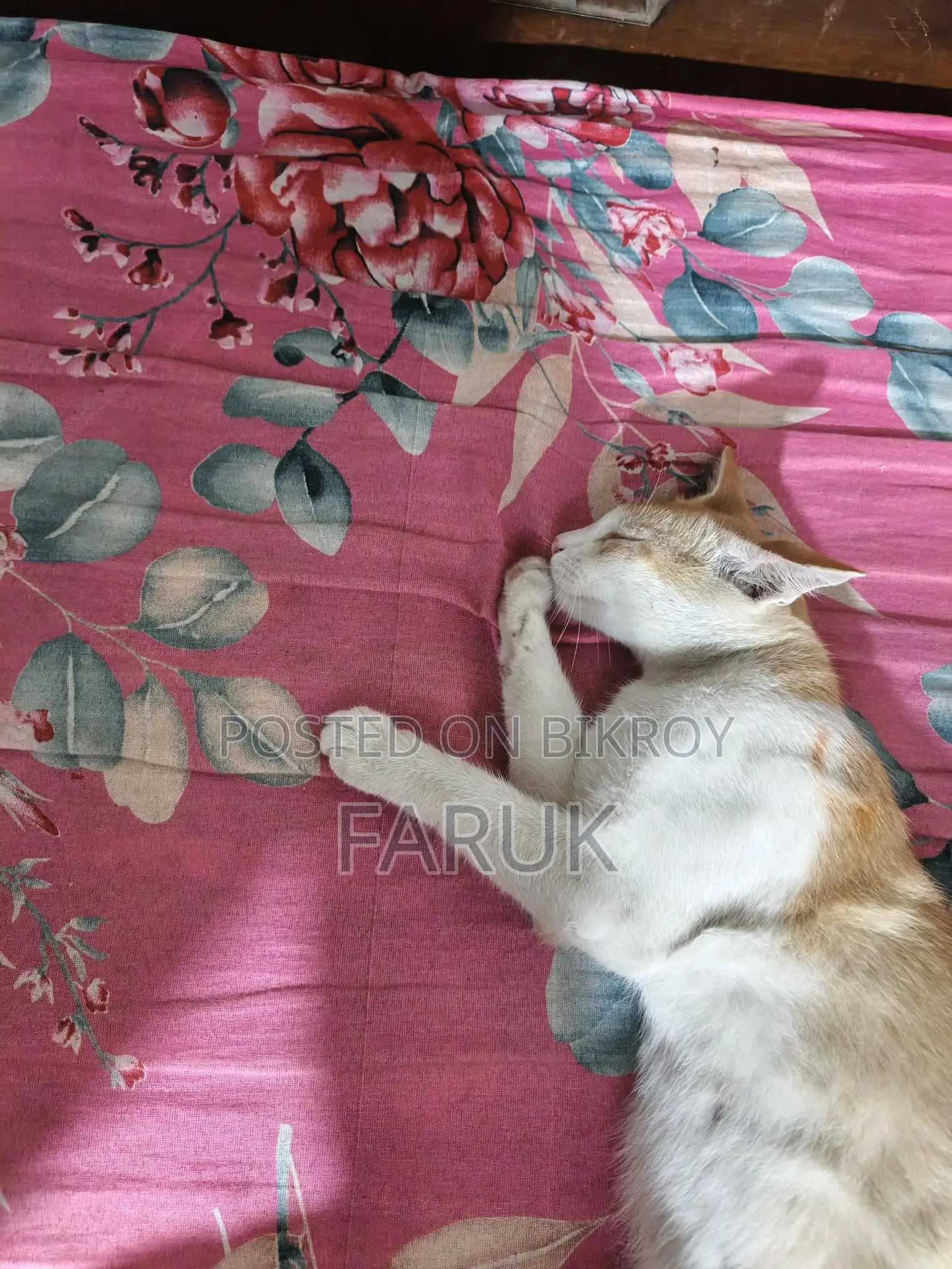 Anyone who wants to adopt the cat can take it