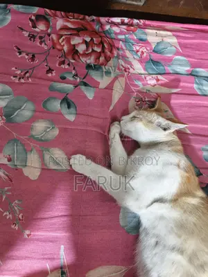 Anyone who wants to adopt the cat can take it