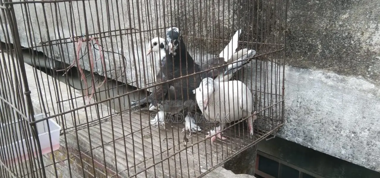 Pigeons for Sale