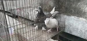 Pigeons for Sale