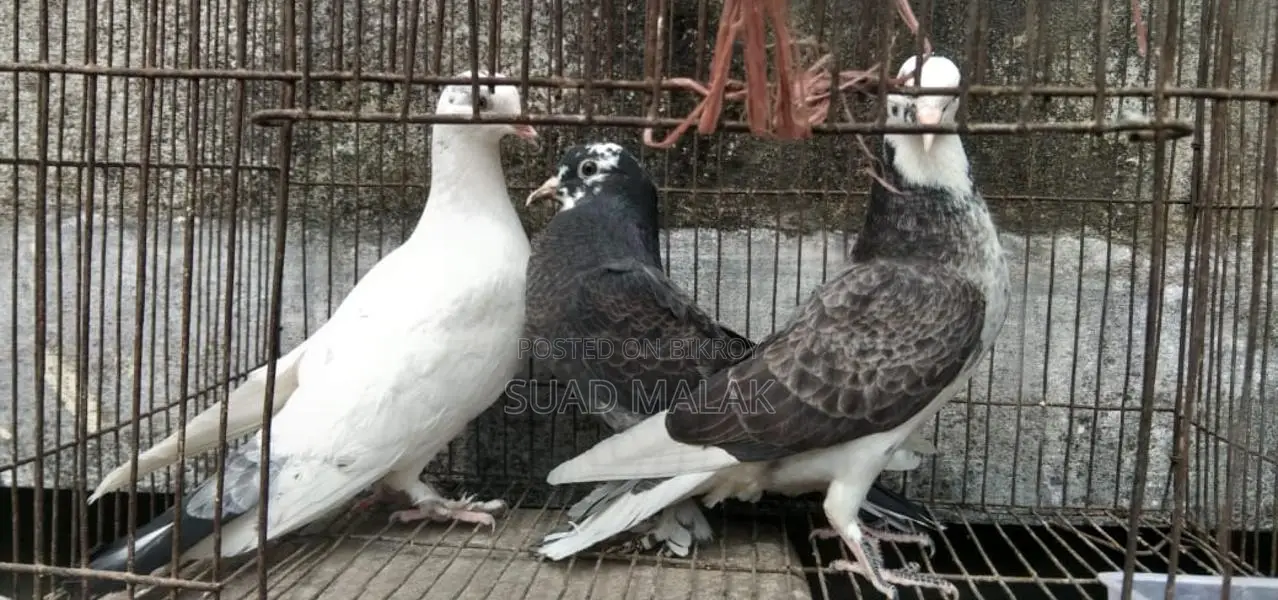 Pigeons for Sale