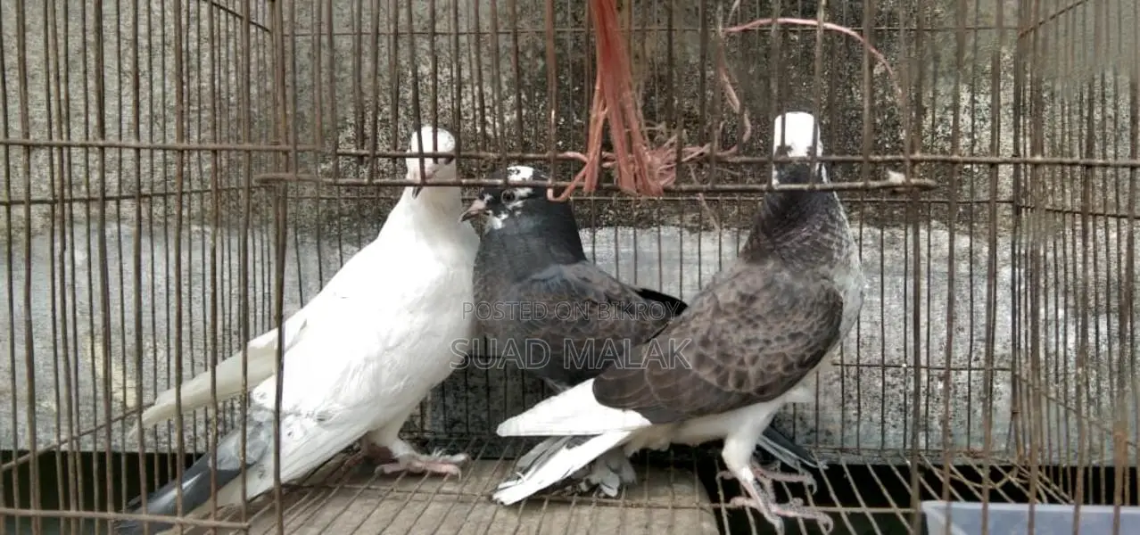 Pigeons for Sale