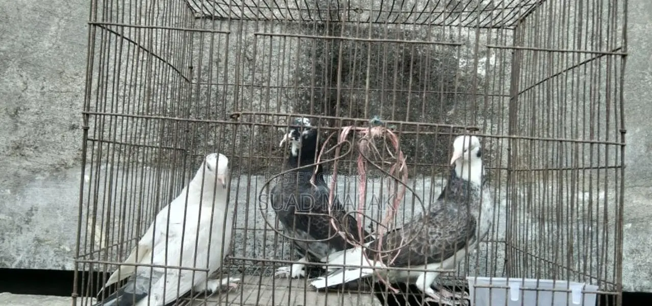 Pigeons for Sale