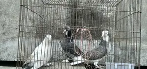Pigeons for Sale