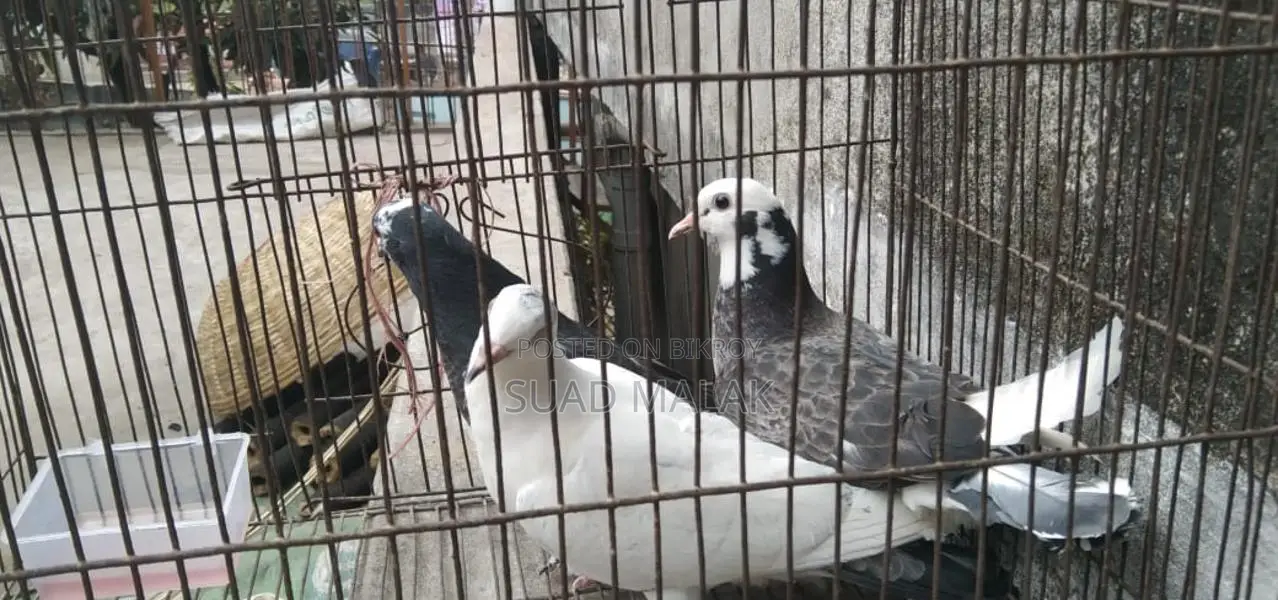 Pigeons for Sale