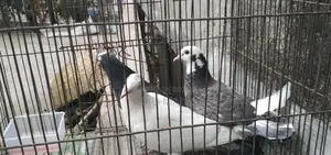 Pigeons for Sale