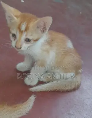 For Adoption