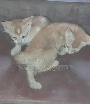 For Adoption