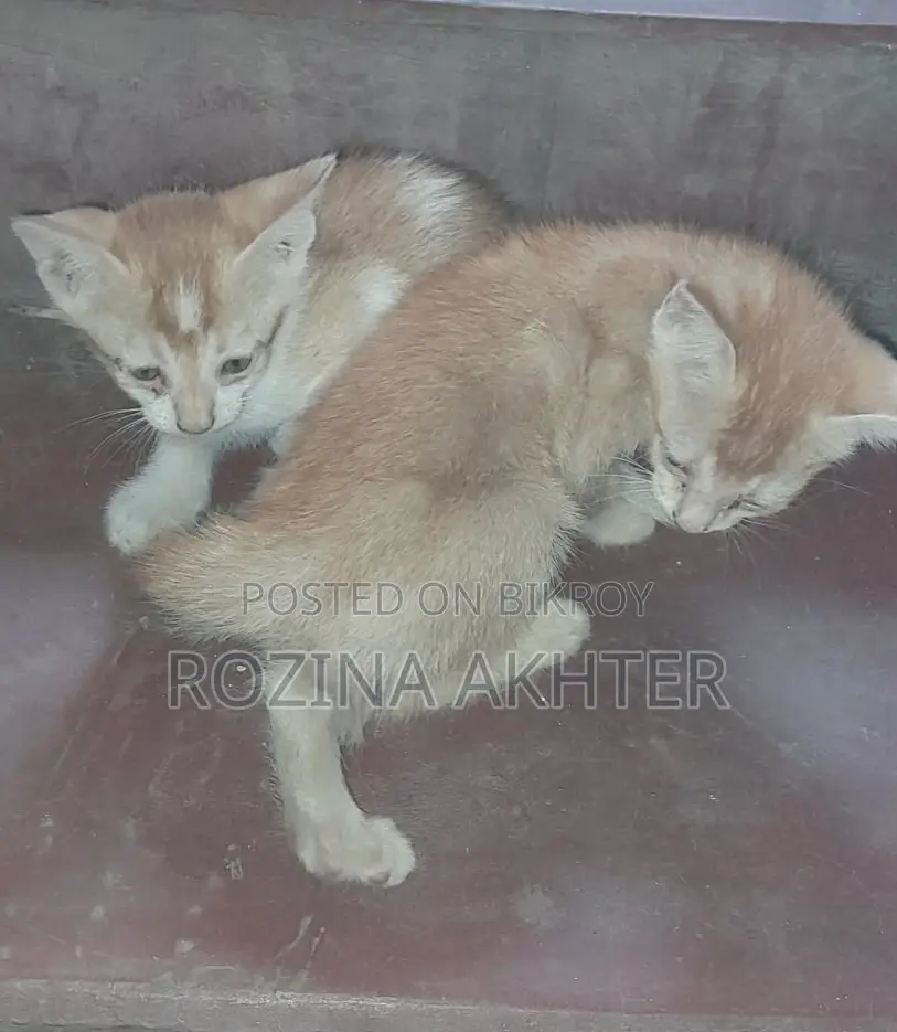 For Adoption