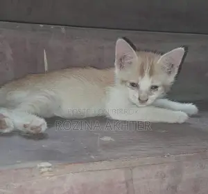 For Adoption