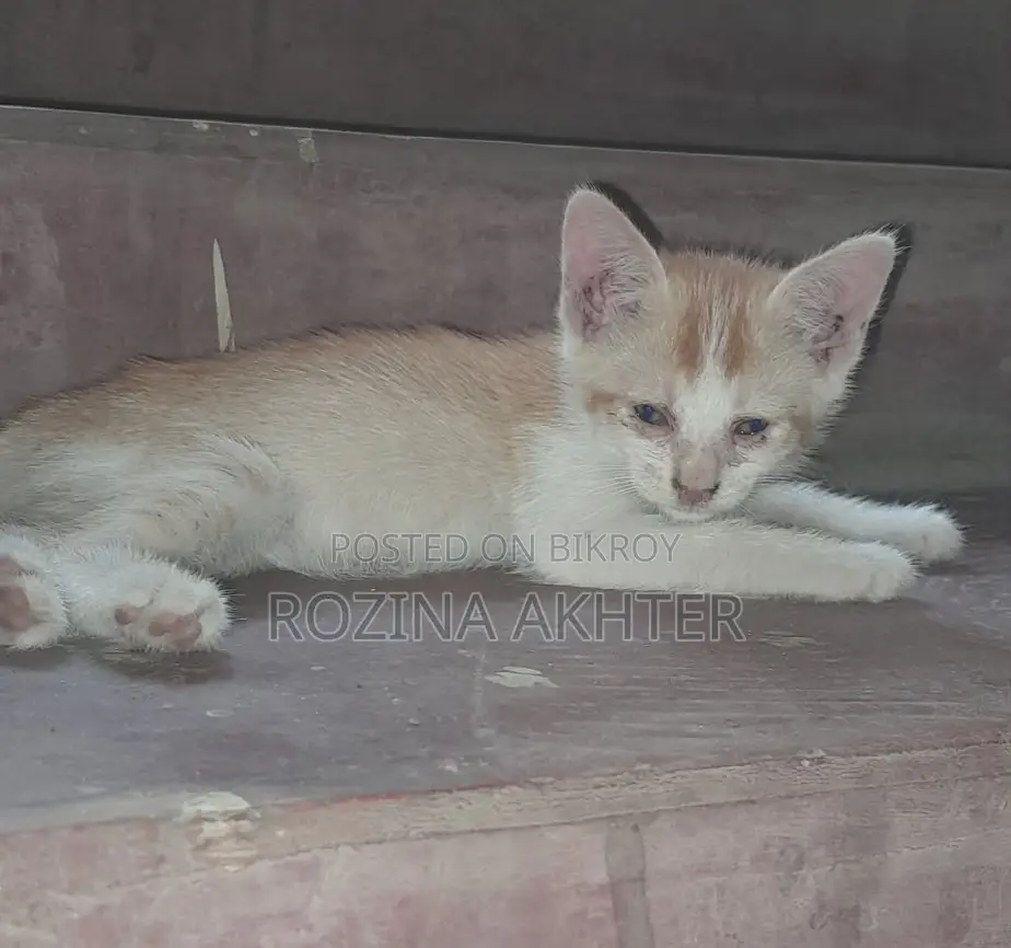 For Adoption