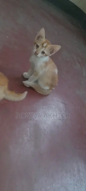 For Adoption