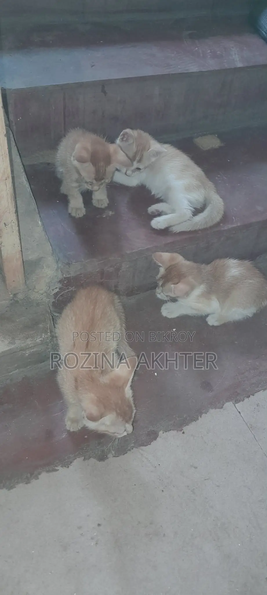 For Adoption
