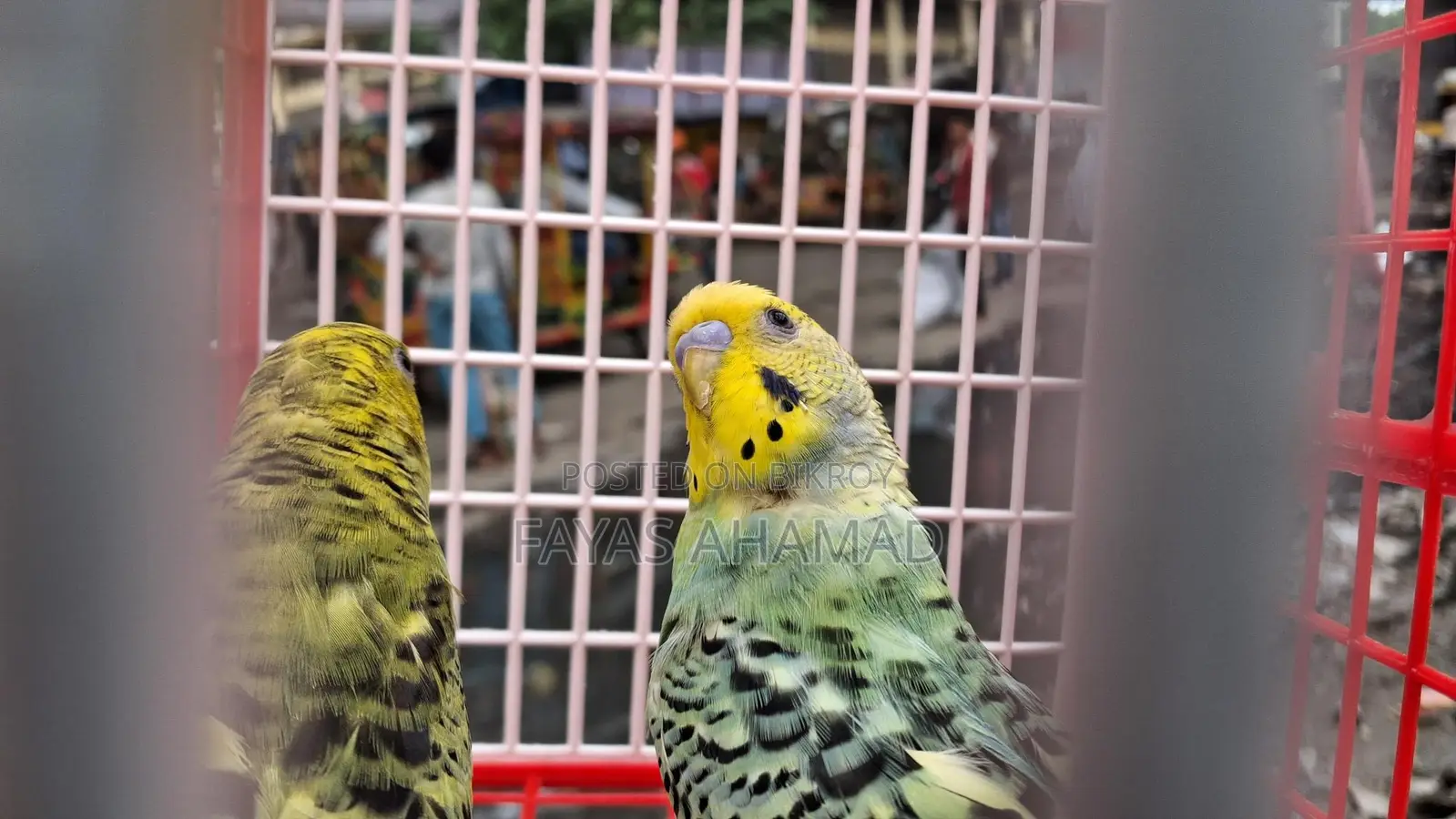 ওপালিন বাজরিগার রানিং পেয়ার