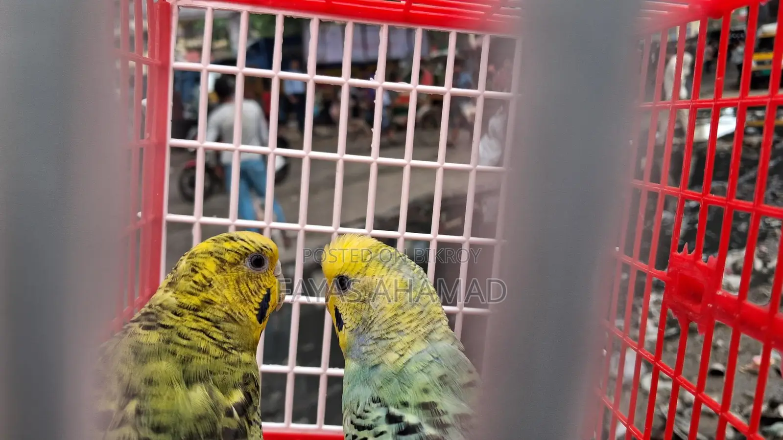 ওপালিন বাজরিগার রানিং পেয়ার
