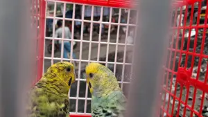 ওপালিন বাজরিগার রানিং পেয়ার