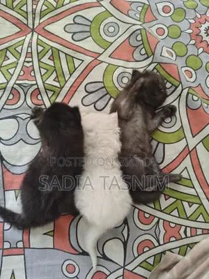 Traditional Persian