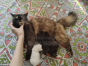 Traditional Persian