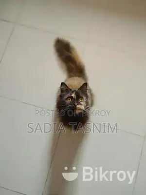 Traditional Persian