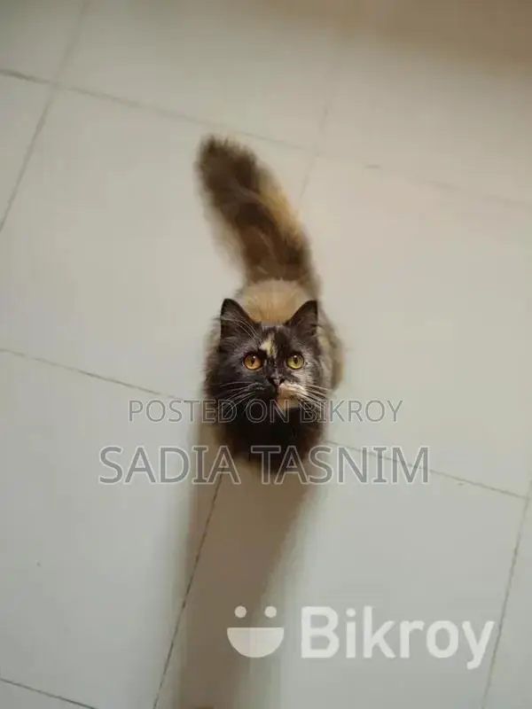 Traditional Persian
